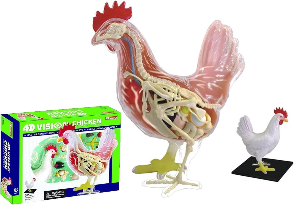 Chicken Skeleton Anatomy