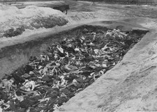MASS GRAVE - aviation photo