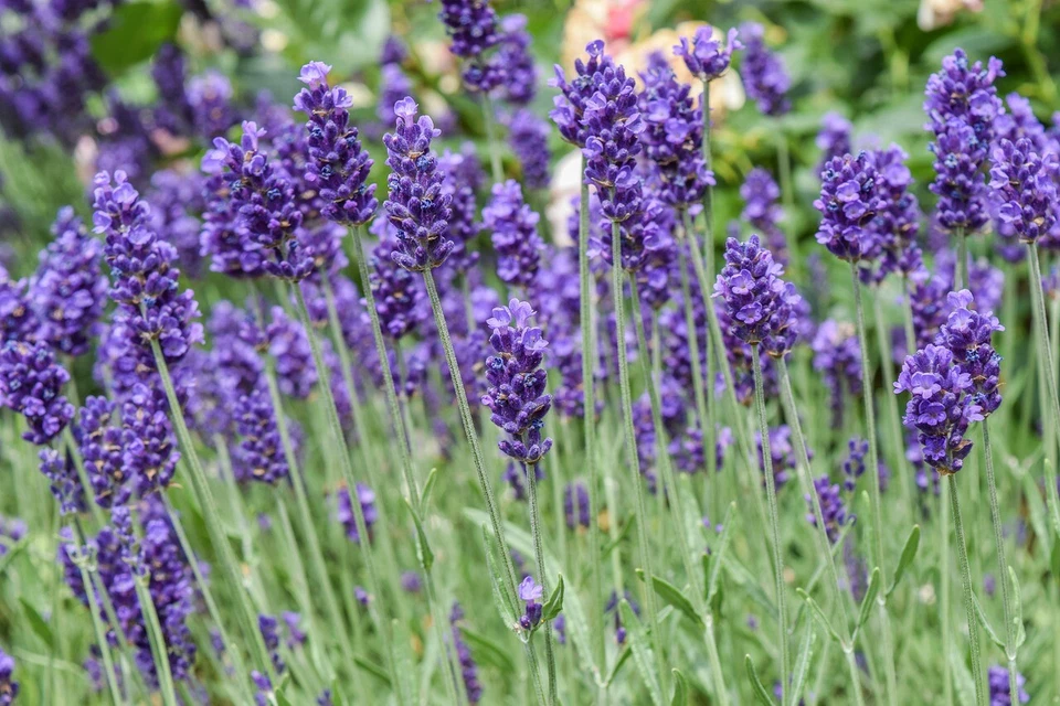 SEMENTI SEMI DI LAVANDA PIANTA ERBA AROMATICA OFFICINALE PERENNE PER ORTO - Immagine 2 di 3