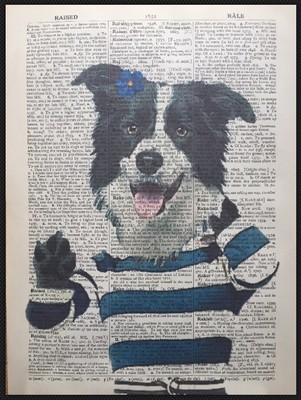 border collie clothes