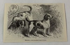 1885 book engraving ~ BEAGLE Dog