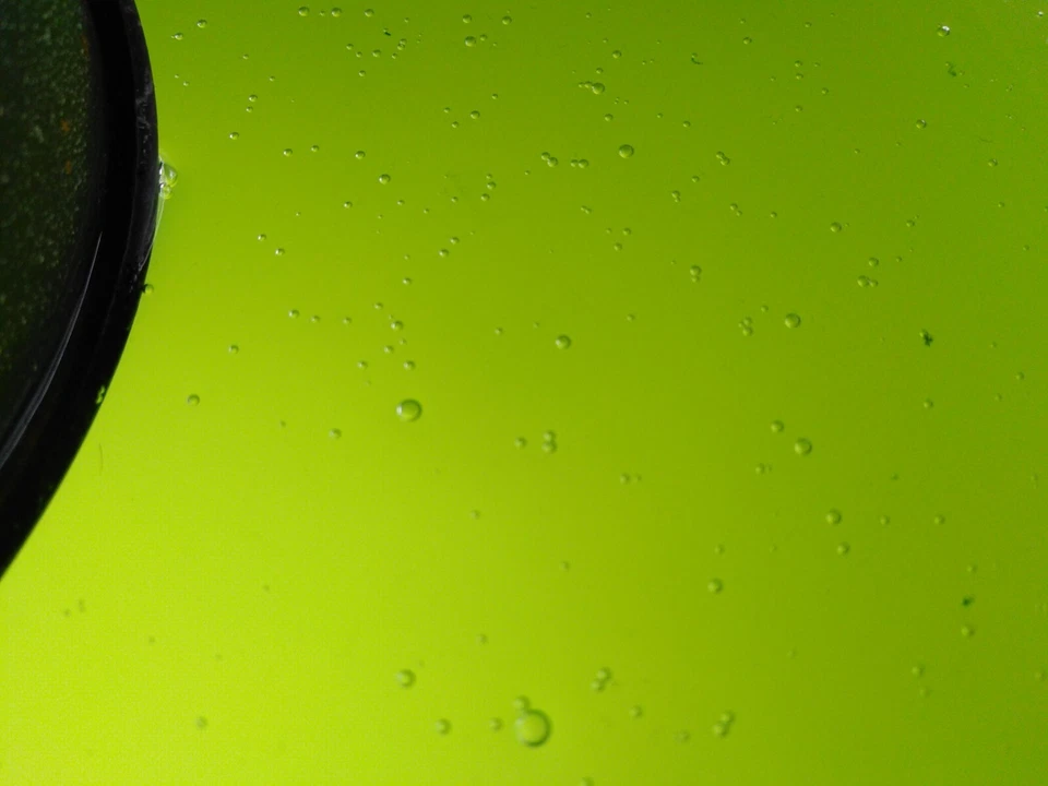 Chlorella vulgaris, Zuchtansat z+ ANLEITUNG. Futter f. Daphnia, etc. 2,4Liter! - Bild 2 von 4