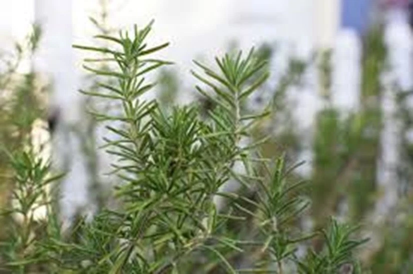 Organic Rosemary Herb Plant LIVE 12 X Cuttings 10 Inch each  USA Grown FAST SHIP - Image 4 of 4