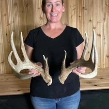 Whitetail antlers Antler Taxidermy Home decor Dog chews 316