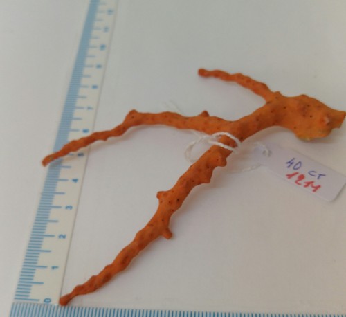 NATURAL Red Coral BRANCH mediterranean sea, 40 cts of genuine coral Specimen - Picture 3 of 12