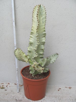 Kaktus groe Euphorbia ingens variegata marmorata verzweigt Topf 1 | eBay