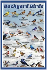Backyard Birds Educational Poster - 11.5 x 17.5 inches Laminated