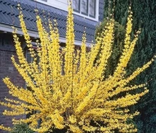 FORSYTHIA SALE !  BUY ONE GET ONE FREE SALE ! LIMITED TIME FREE SHIPPING