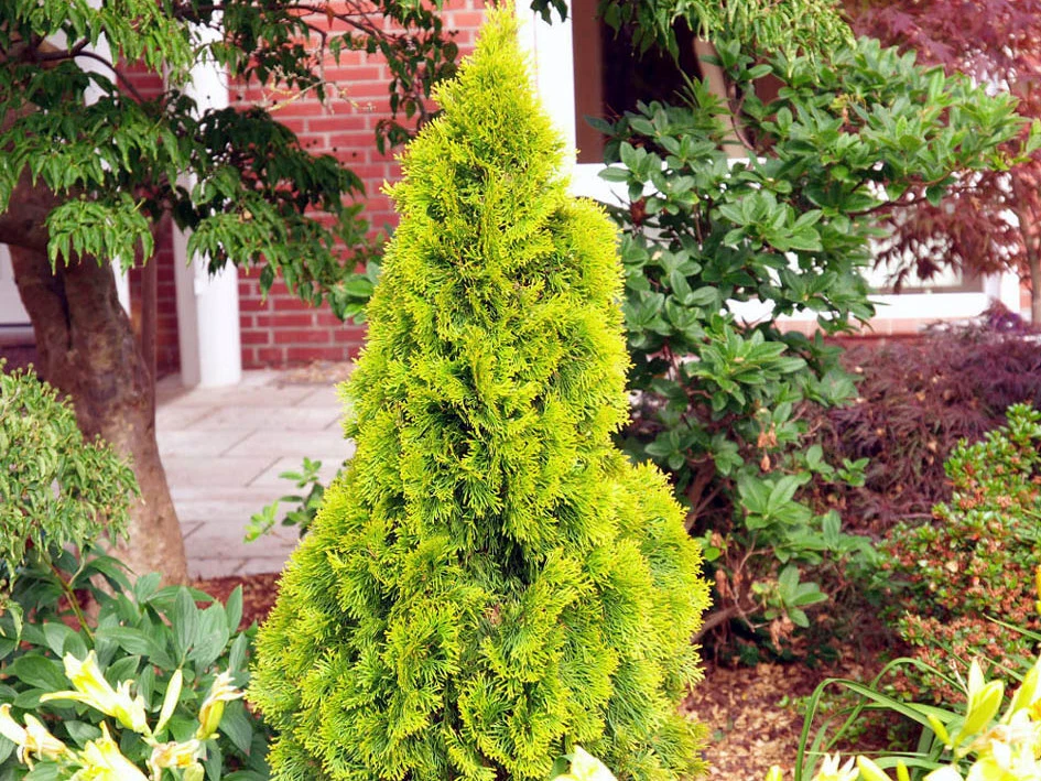 Thuja Golden Smaragd online kaufen | eBay.de