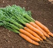 1500 Graines - Carotte Fine - Semences Paysanne - BIO