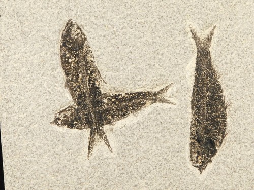 THREE! 100% Natural Knightia FISH Fossils From Fossil Lake Wyoming! 1212gr - Picture 5 of 13