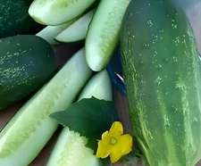 Homemade pickles Cucumber- 25 SEEDS .