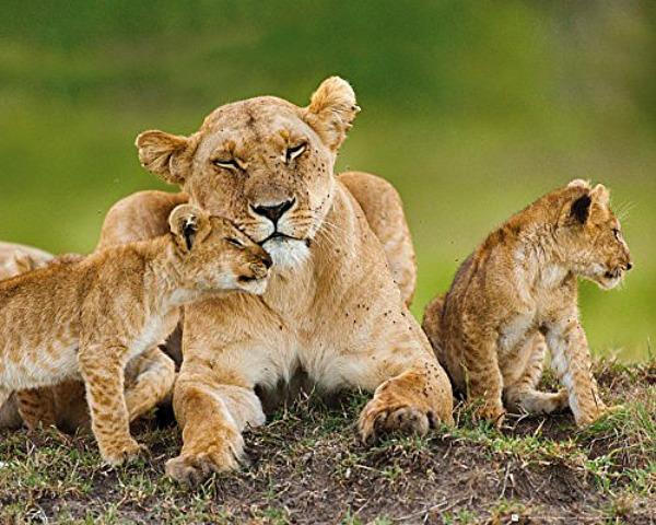 Lioness And Cubs - Mini Poster 50 x 40 cm new and sealed