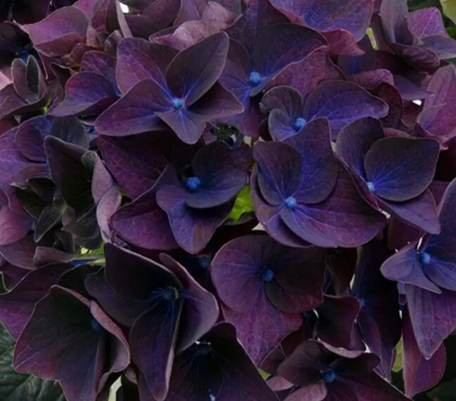 5 Deep Purple Hydrangea Seeds Perennial Flower Garden Planting USA