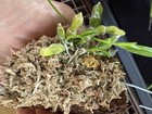 Dendrobium aphrodite Species Rarely Offered Fragrant Mounted — photo 2