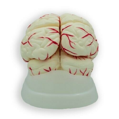3D Mensch Gehirn Modell (Hergestellt IN India - Bild 1 von 6