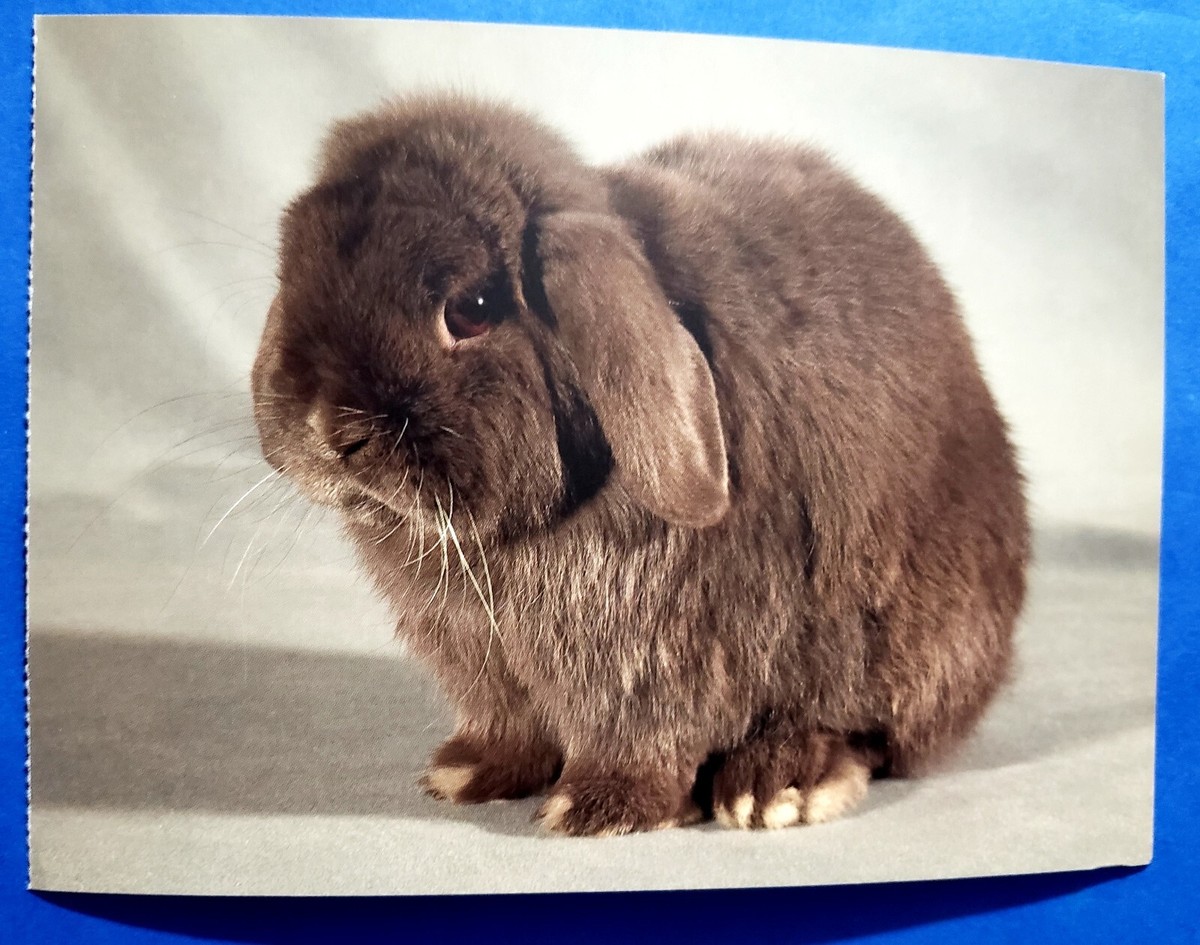 Brown Cinnamon Mini Lop Postcard Miniature Lop Rabbit Blue Buck