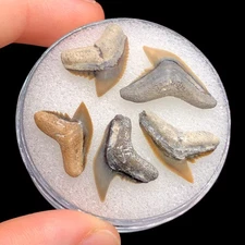 5 Glossy And Gorgeous North Florida Tiger Shark Teeth Fossil Fossils FL