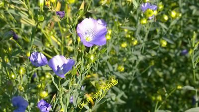 Foto 6x4 Flachsblumen in Kreide Ackerland alte Frauen Hefe die Leinsamen ar c2014