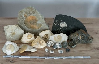 Ammonitensammlung aus Franken 18 Stück aus alter Sammlung