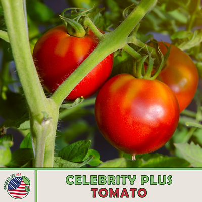 Celebrity Hybrid Tomatoes 60 Photos - Moonagedaydream.film