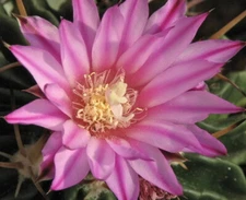 Stenocactus guerraianus Cactus (2) TWO Plants 3" Pot Size White/Pink Flower RARE