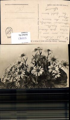 559983,Blumen Aster alpinus Alpen Aster