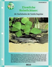 The Bagridae Family Spiny Catfish / Aquarium Info Card