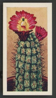 1962 Lamberts of Norwich Cacti Echinocereus Coccineus #12