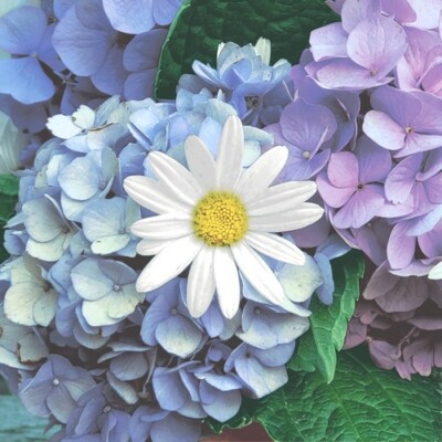 20 Servietten Floral Cascade Hortensien Margerite Blumen Garten Natur 33x33cm