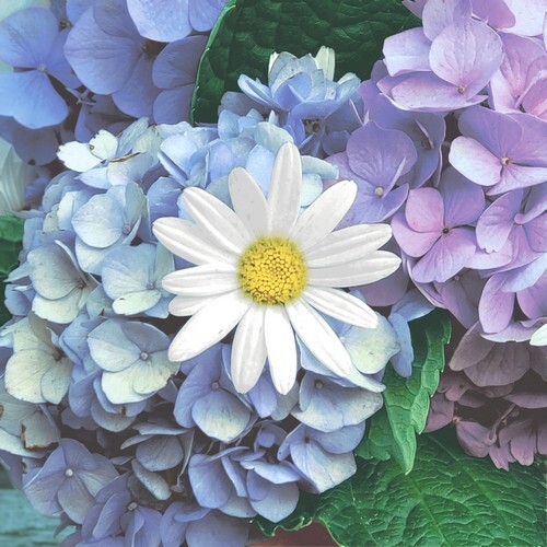 20 Servietten Floral Cascade Hortensien Margerite Blumen Garten Natur 33X33Cm-image