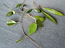 5x Hoya  Set Paket   Stecklinge /bewurzelte Ableger