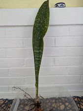 Dracaena Masoniana - Sansevieria Masoniana - Sansevieria Whale Fin - Mason Congo