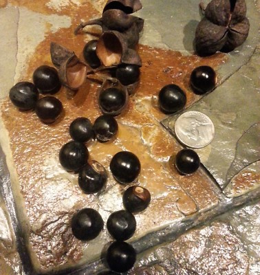 UNGNADIA SPECIOSA, MEXICAN BUCKEYE, FABULOUS NATIVE TREE/SCREENING SHRUB, 15 SDS - Foto 5