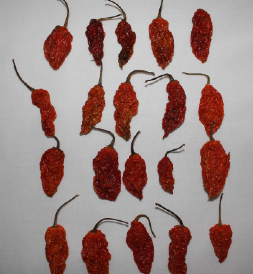 Dried Whole Ghost Peppers Chile Pepper Pods 1 oz Hot 25 Peppers Wicked Tickle - Image 4 of 4