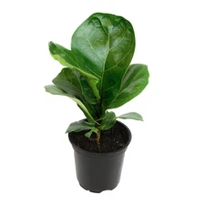 Ficus Lyrata Fiddle Leaf Fig Plant Live House Plants Indoors in Planter Pot