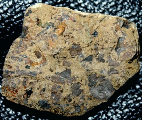 Beautiful preserved Silurian specimen, Nematothallus, and two Cooksonia