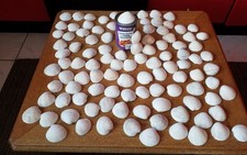 Craft Seashells/Children Crafting Shells Native Clam Ridgeback Sea Shells 1.8Kg