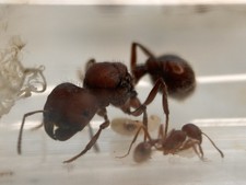 Live Florida Harvester Ant Queen(Pogonomyrmex Badius) WWorkers (Feeder)