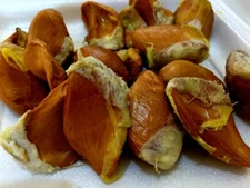 Durian Durio Zibethinus Musangkin Bawor Seeds Ceylon Germinated Sprouted F/S