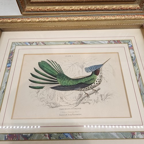 4 Vintage Native Birds Art Print Pictures. Throchilus Mango, Stokesil 11.5"x9.5" - Picture 9 of 10