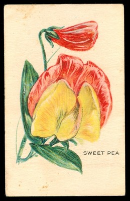 1920s SWEET PEA Flower Card WEBER BREAD D35 (SMALL) Like Tobacco Silk S49