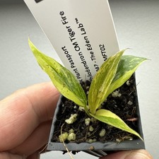Philodendron Caramel Marble Fire Tiger rare variegated aroid 09PCMFT02