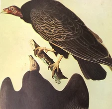 TURKEY VULTURE John James Audubon Birds Vintage Art Book Plate 81
