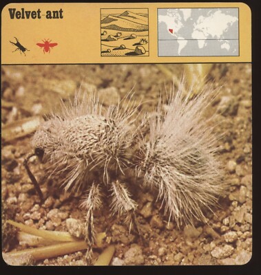 Velvet Ant  Safari Cards Rencontre Insects