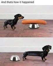 Dachshund refrigerator magnet 3 1/2x 4 1/2 " Made in The USA