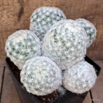 D4075 MAMMILLARIA PLUMOSA pot14-H15-W21 cm MaMa Cactus