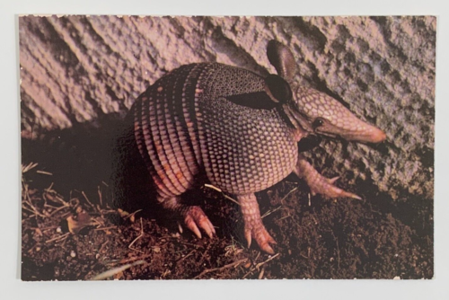 The Armadillo Carries its own Armor Plating Texas Postcard Unposted - Picture 1 of 3