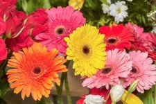 20 GERBER DAISY Mixed Colors Gerbera Jamesonii Barberton African Flower Seeds