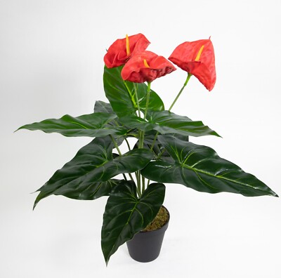 alocasia portodora variegata Alocasia portodora aurea variegated main image 0